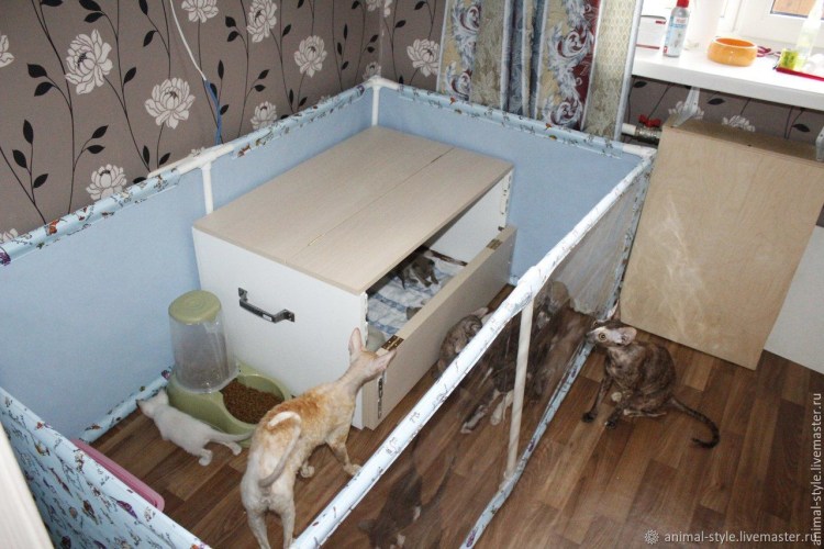 Загон для котят в квартире