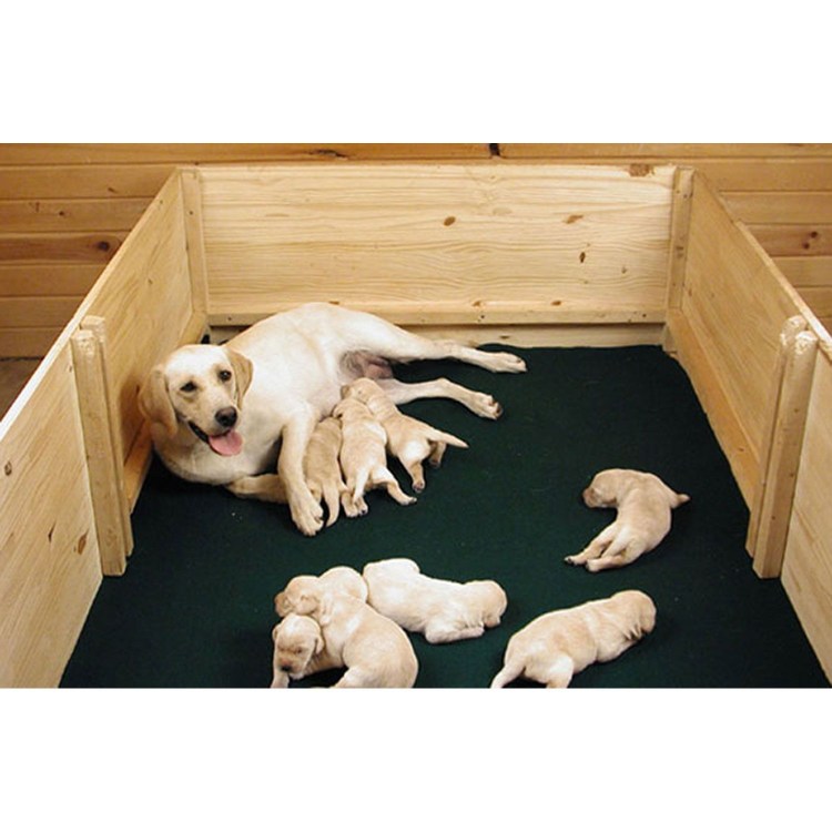 Щенятник для собак