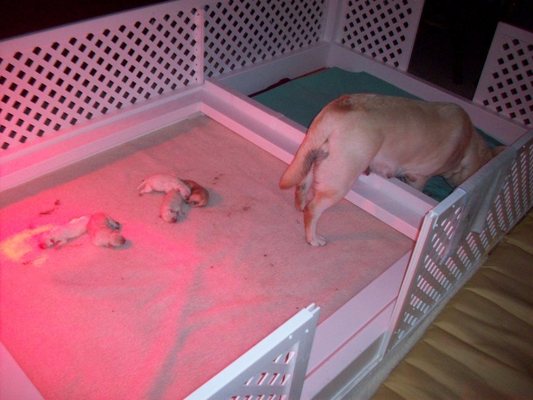 Теплая будка для собаки