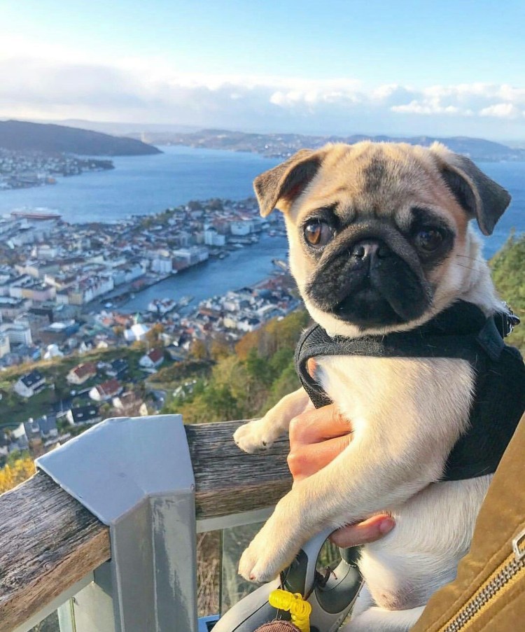 Ава мопсика