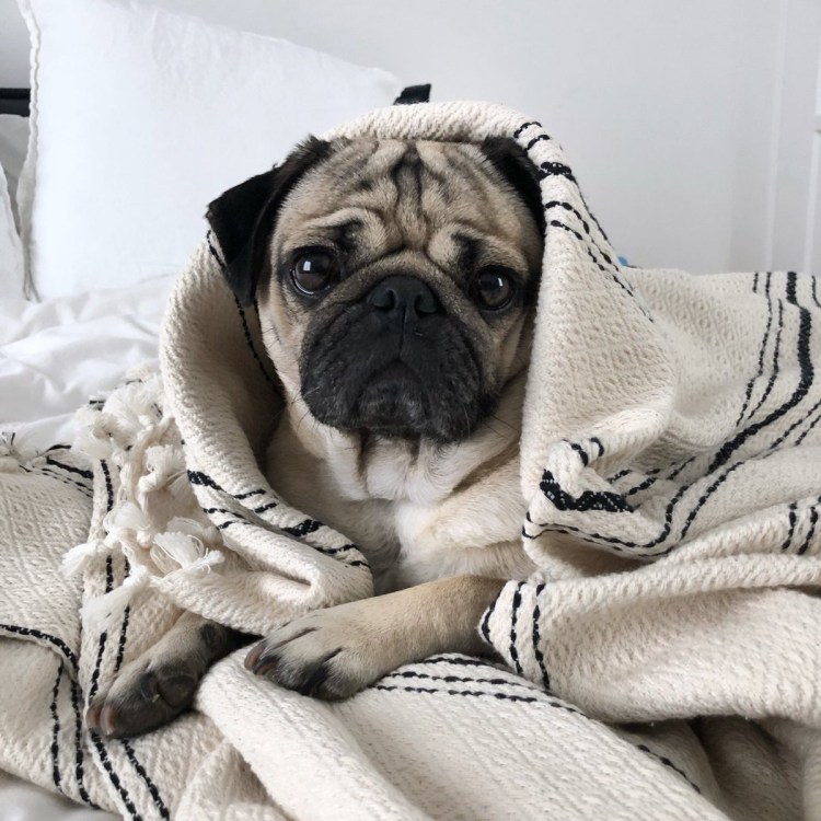 Мопсик в очках