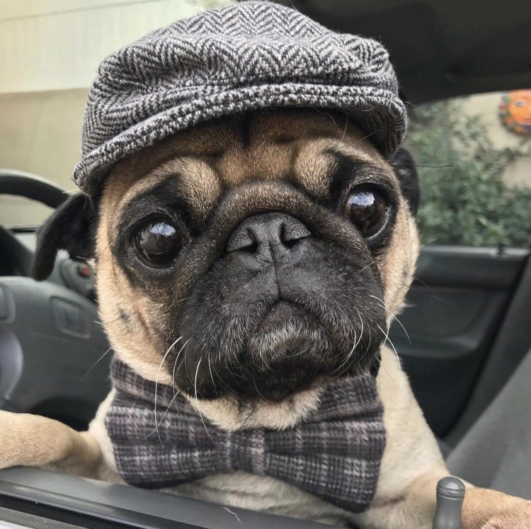 Смешной мопсик