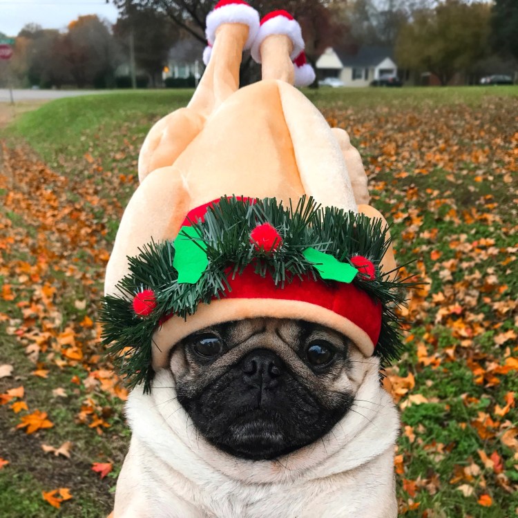 Чубася Мопс