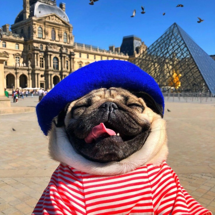 Мопс в военной форме