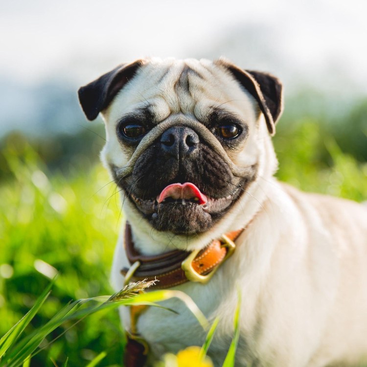 Мопс в шапке