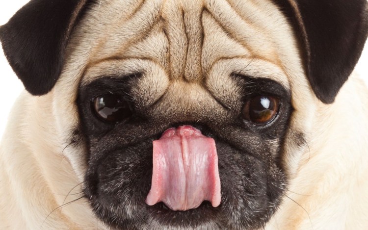 Забавные мопсы