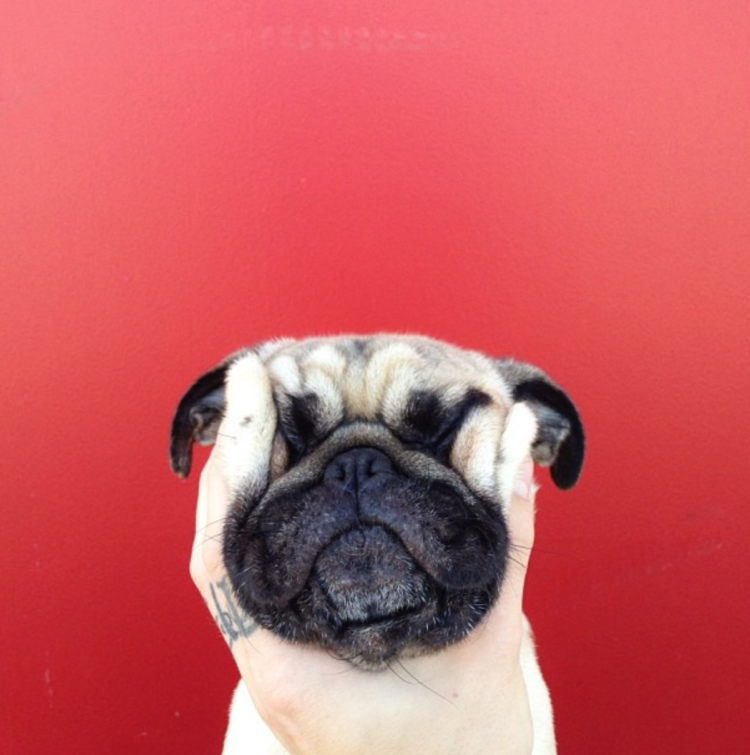 Мопс в очках