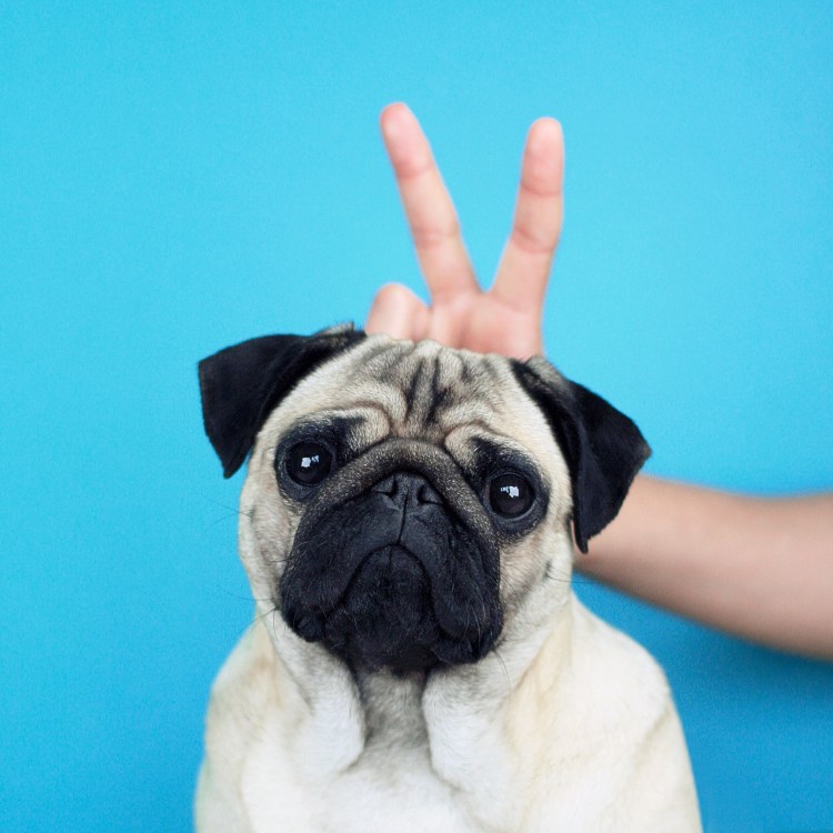 Мопс Франклин