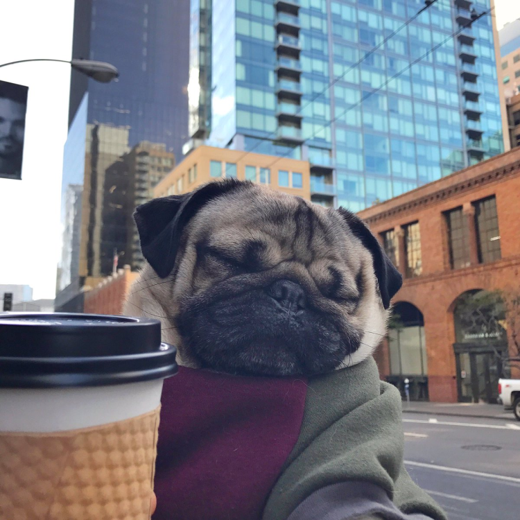 Мопс с кофе