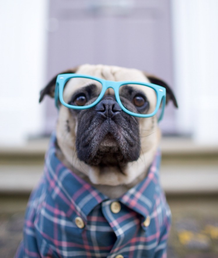 Купальник с мопсом прикол