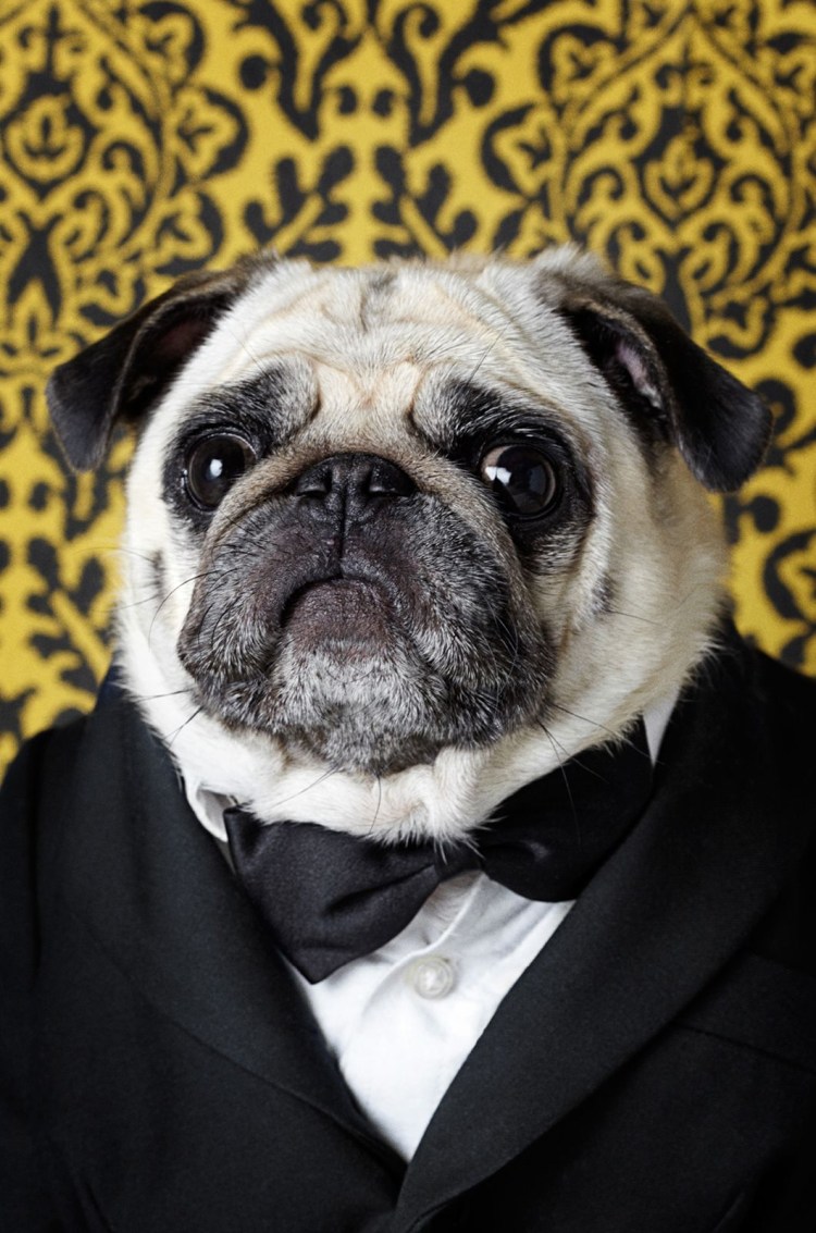 Мопс в галстуке