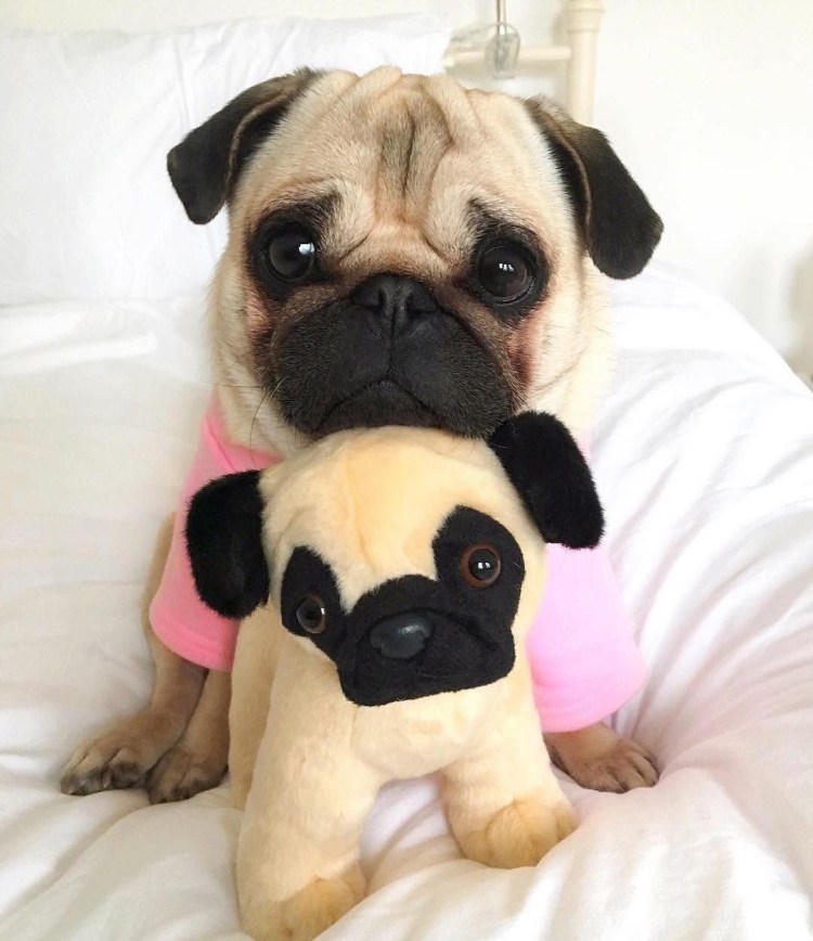 Крутой Мопс в очках