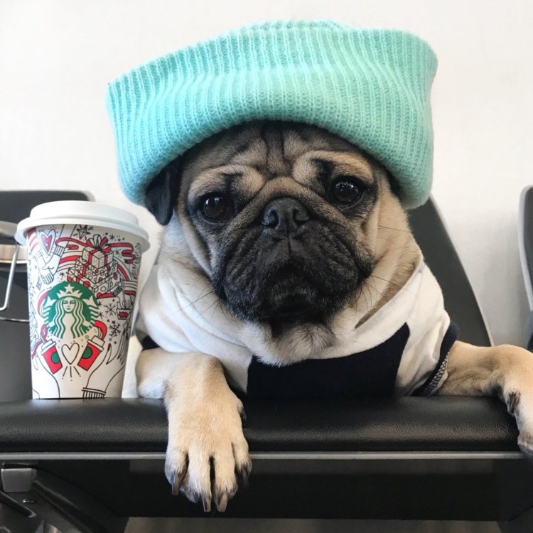 Мопс с очками