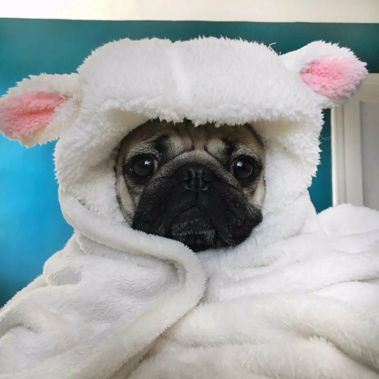 Крутой Мопс