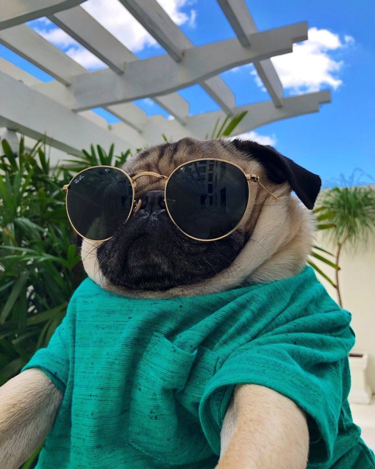 Чубася Мопс