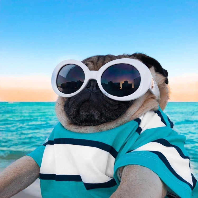 Кот в очках