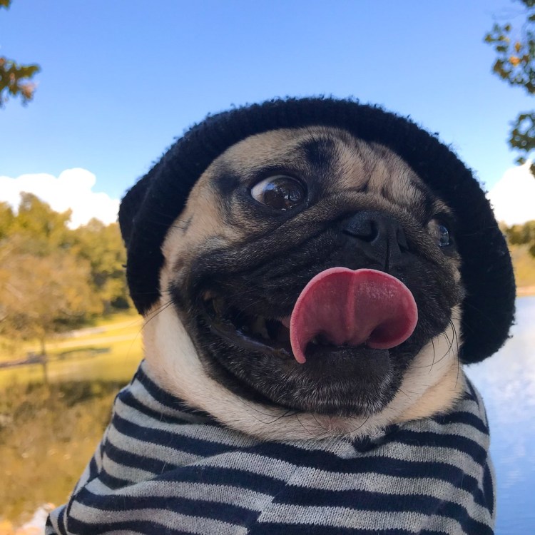 Собака диджей