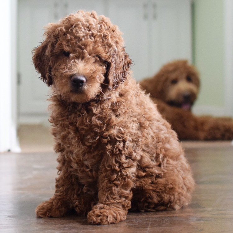 Порода собак Голден дудль