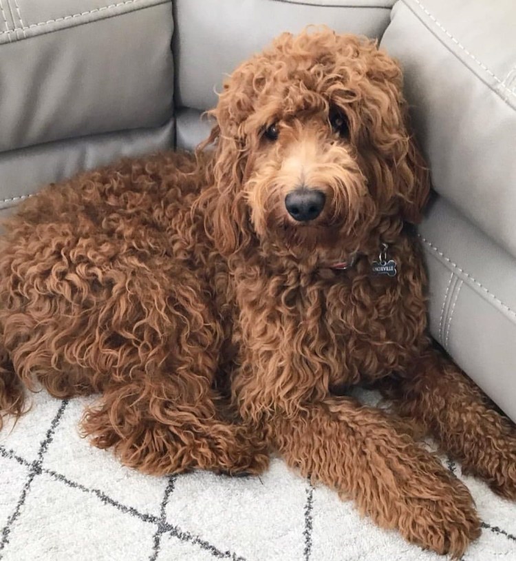 Голдендудль щенок