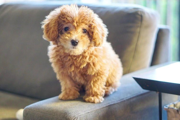 Порода Голдендудль