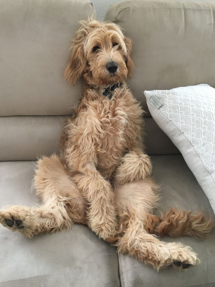 Голден пудель