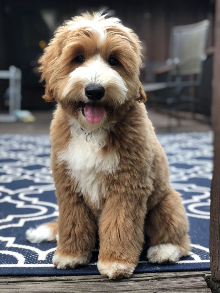 Голдендудль мини