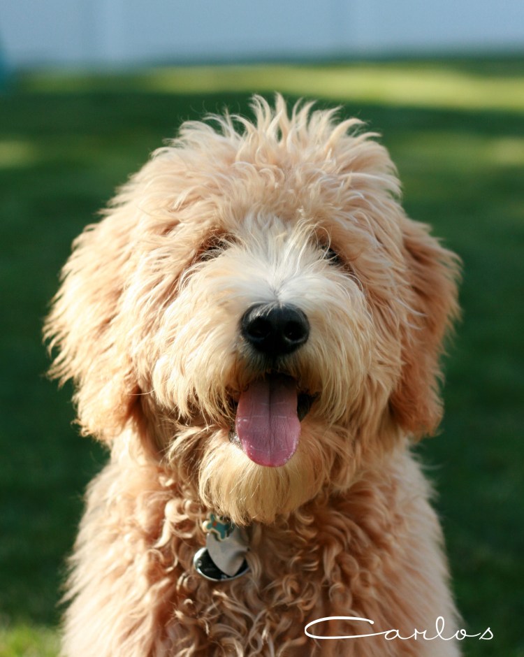 Лабрадудль рядом с человеком