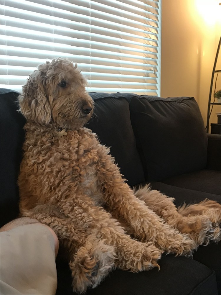 Goldendoodle порода