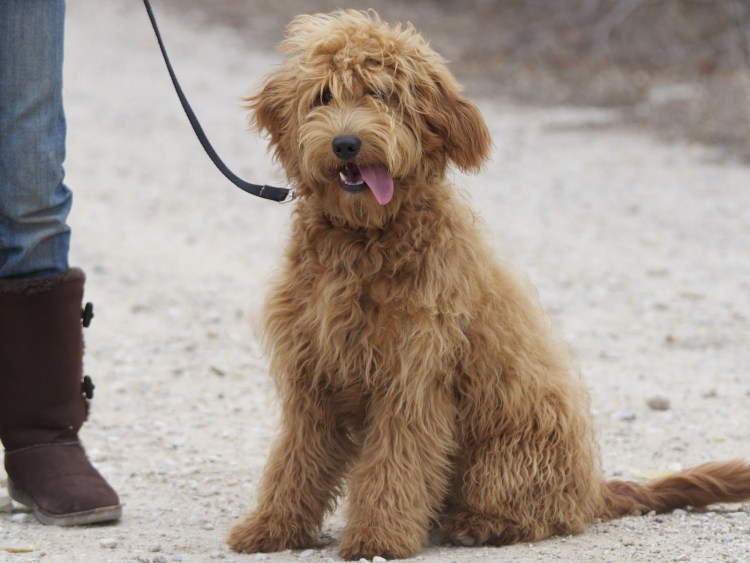 Порода собак Голдендудль