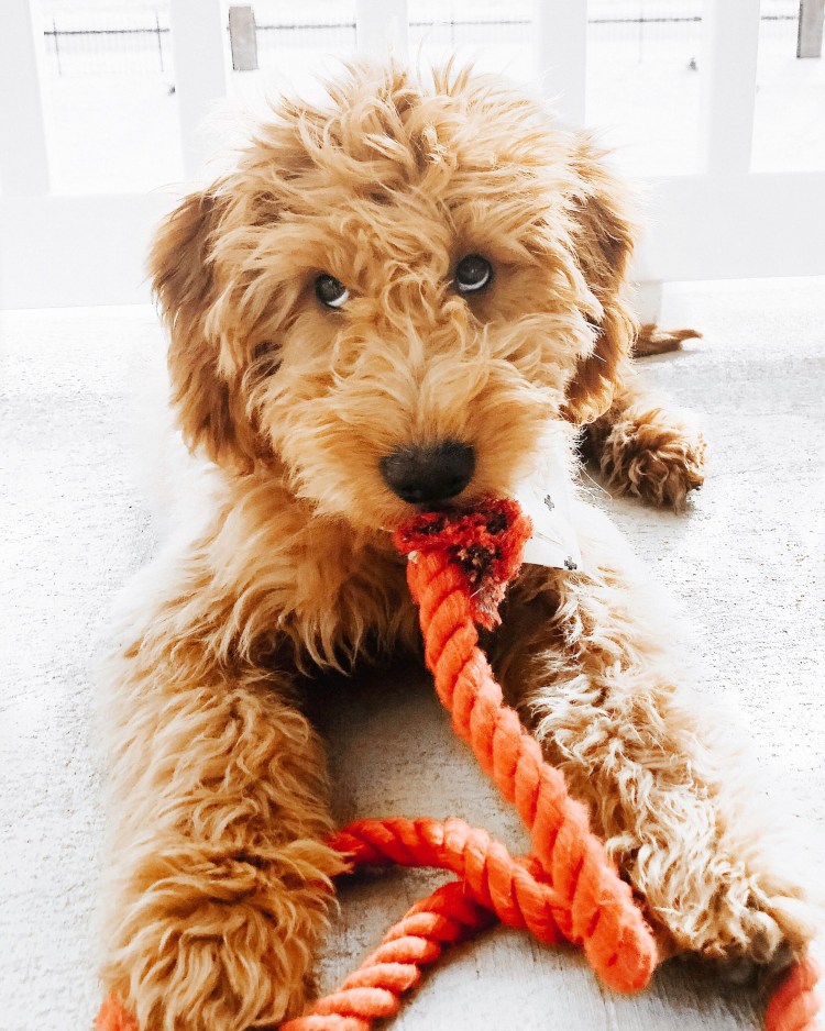 Золотистый ретривер и пудель