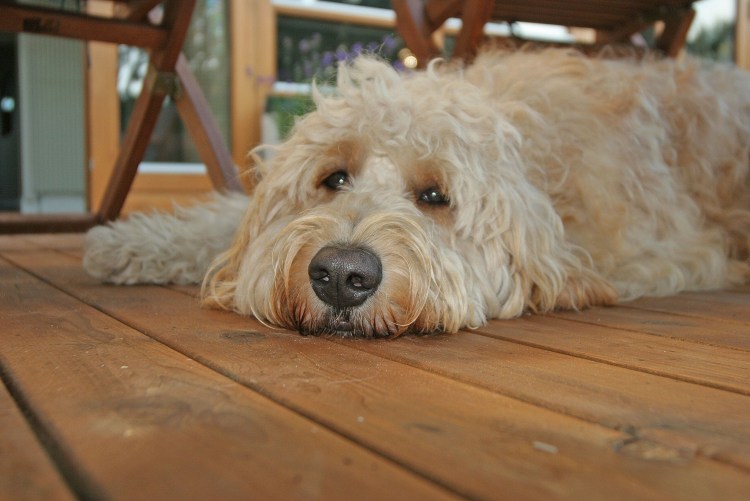 Австралийский лабрадудль