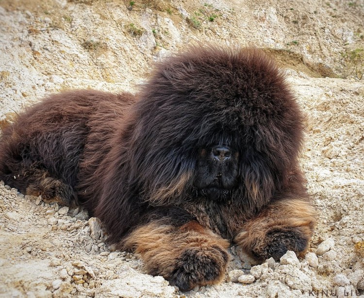 Алтайская собака