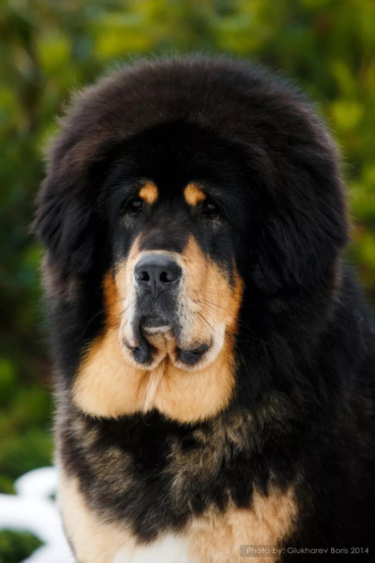 Собака Альпийский мастиф