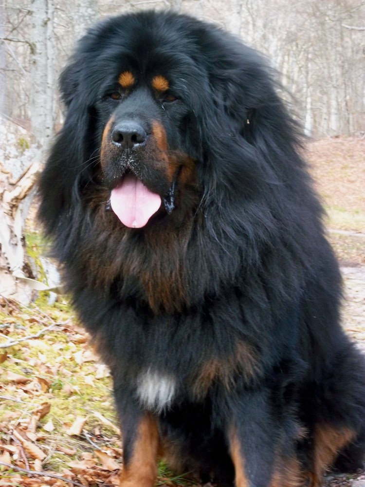 Тибетский мастиф