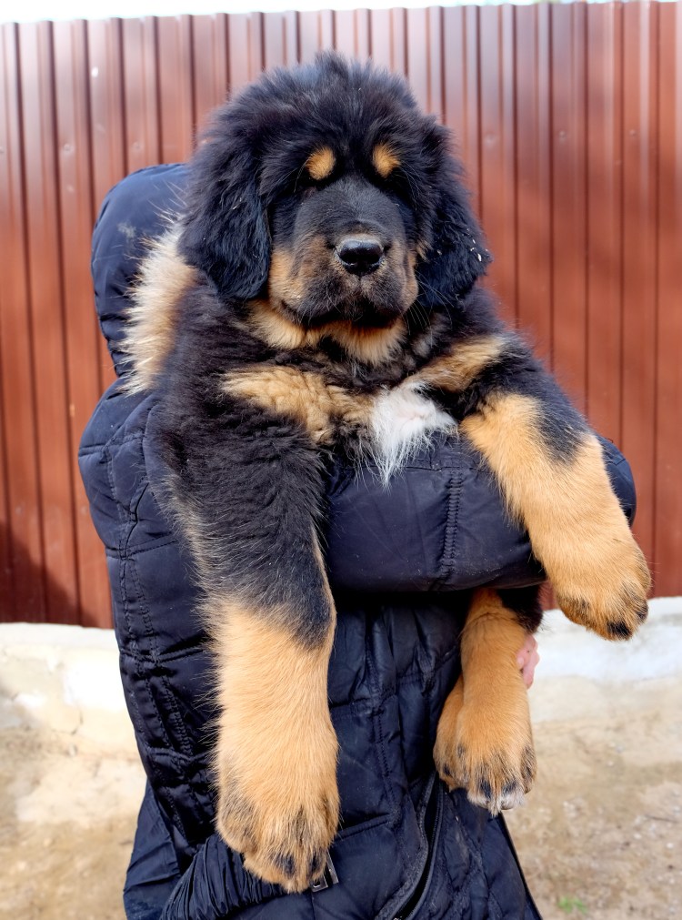 Собаки породы тибетский мастиф