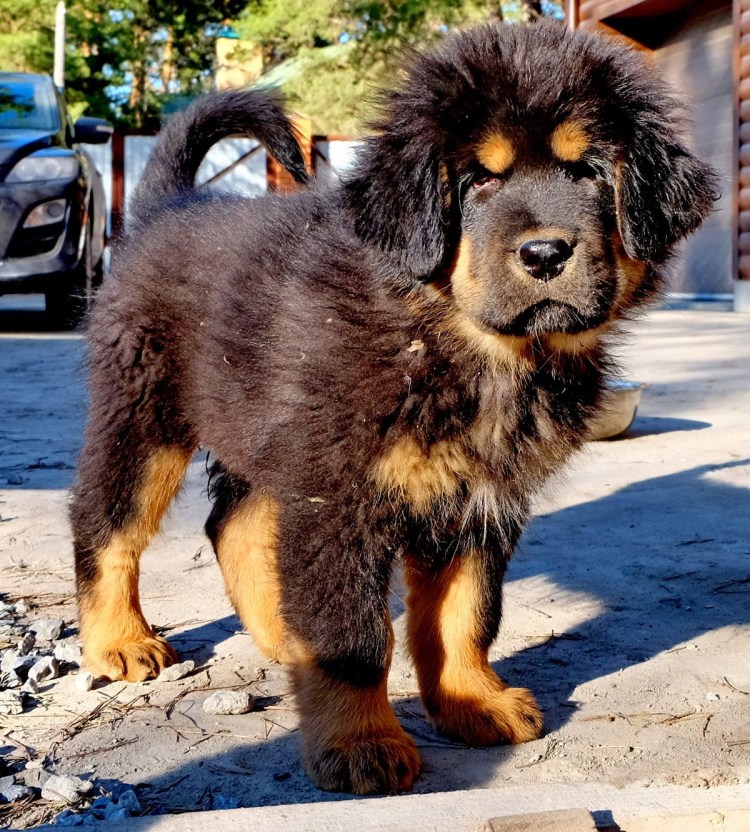 Тибетский мастиф