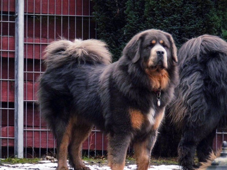 Тибетский тибетский мастиф