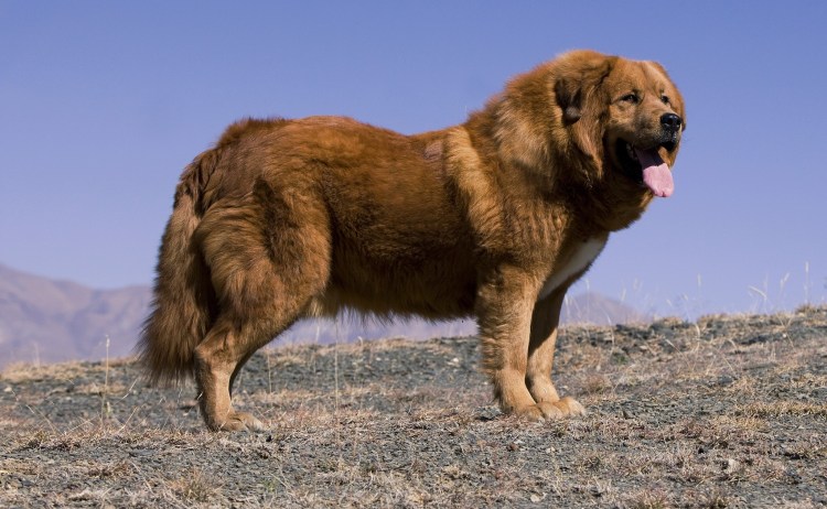 Тибетский тибетский мастиф