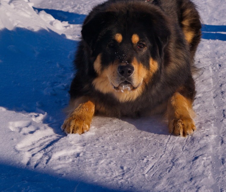 Тибетский мастиф