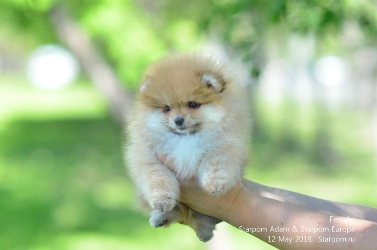 Померанский шпиц