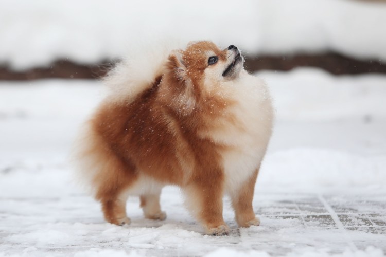 Померанский шпиц 6