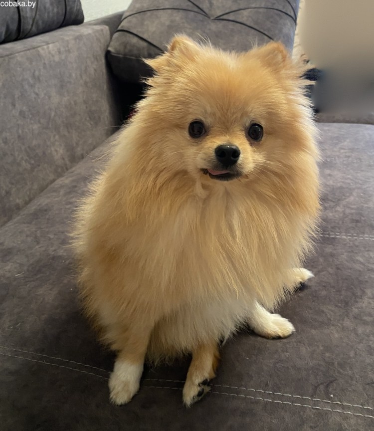 Померанский шпиц породы собак