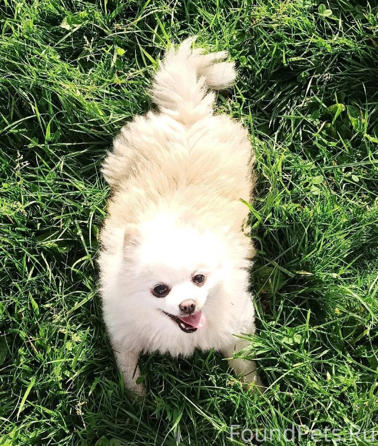 Миниатюрный померанский шпиц