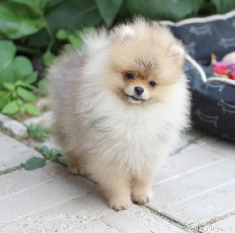 Шпиц померанский кремовый 1 месяц
