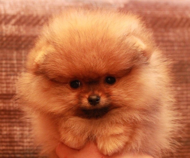 Тайский шпиц