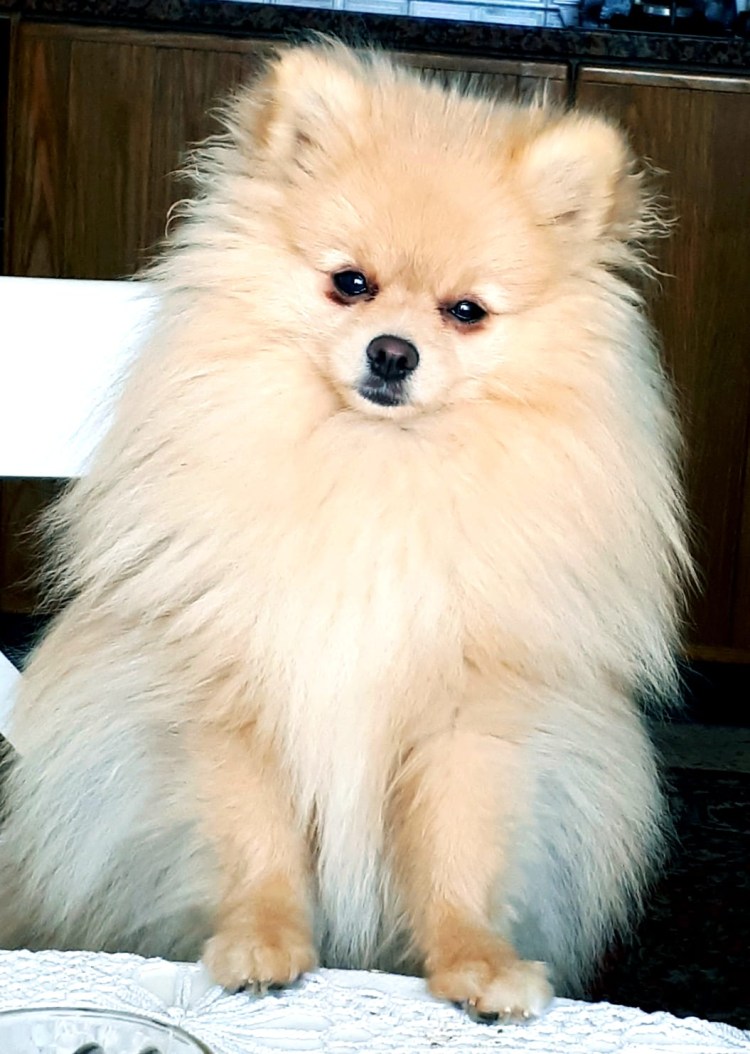 Шпиц померанец