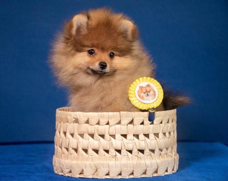 Померанский шпиц мини