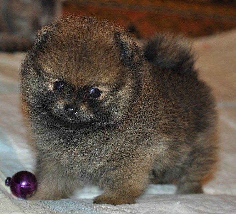 Померанский малый шпиц 1год персик