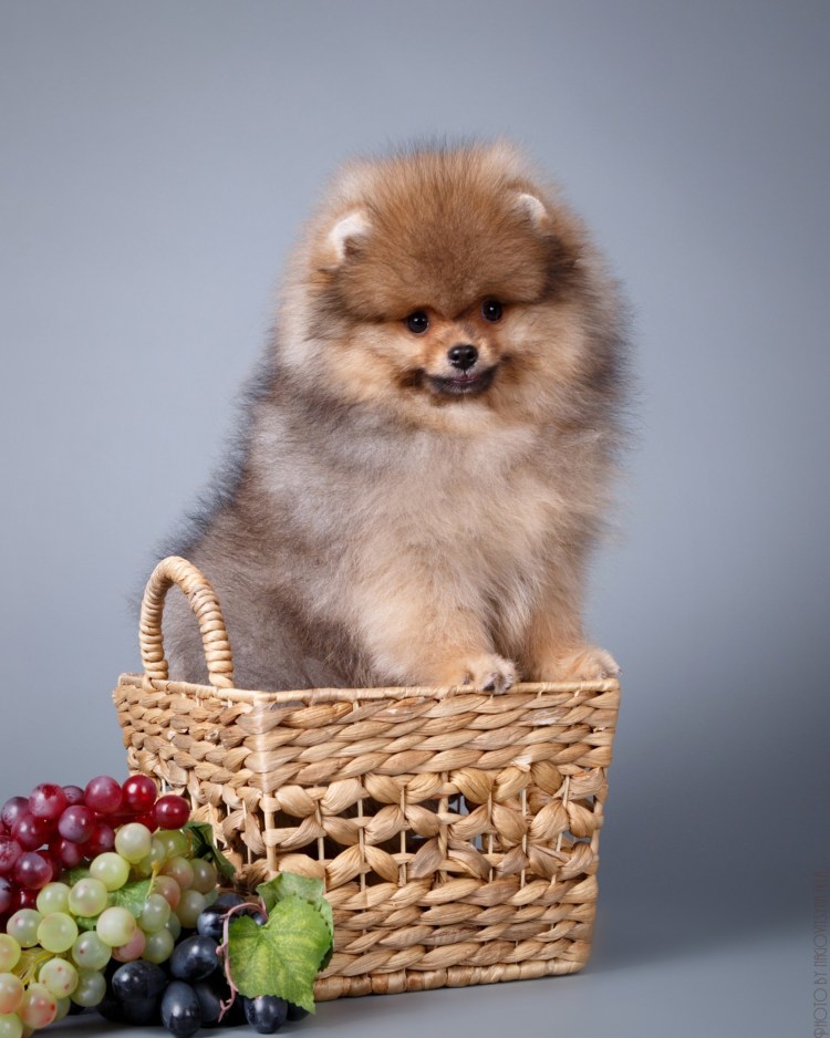 Померанский шпиц породы собак