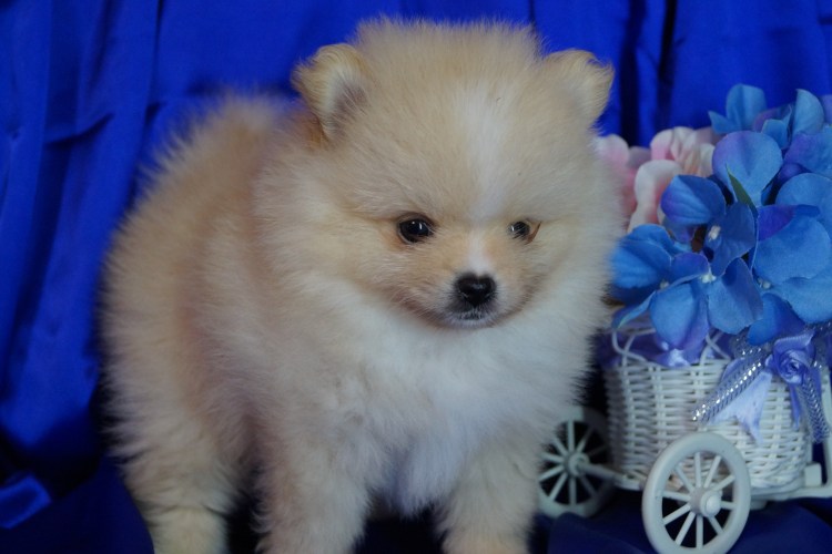 Померанский шпиц Беби Соболиная